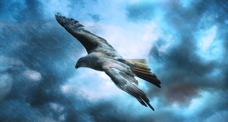 eagle, birds, hd, predator, adler, raptor, 4k, 5k, photography, rain