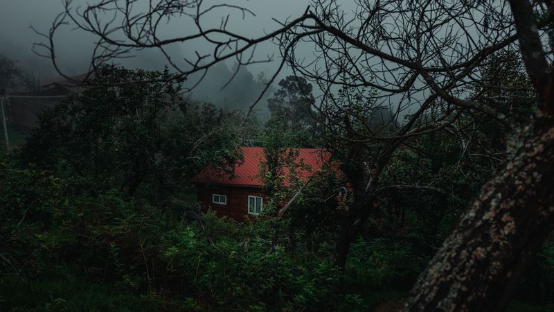 house, trees, fog, nature, rural, 4k