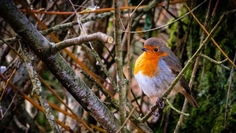 european robin, bird, feathers, branches, 4k