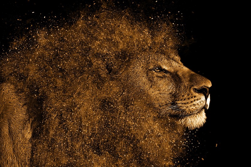 lion, animals, hd, 4k