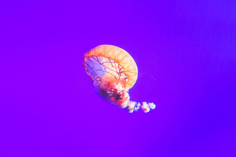 jellyfish, underwater, animals, hd, 4k, 5k, 8k, 12k, 10k