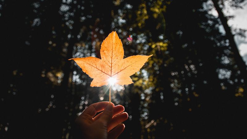 leaf, hand, sun, dry, yellow, autumn, 4k