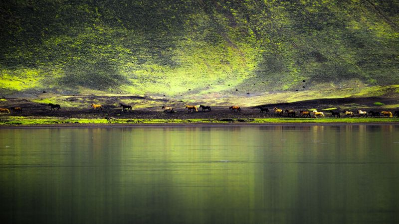 lake, coast, hill, horses, nature, 4k