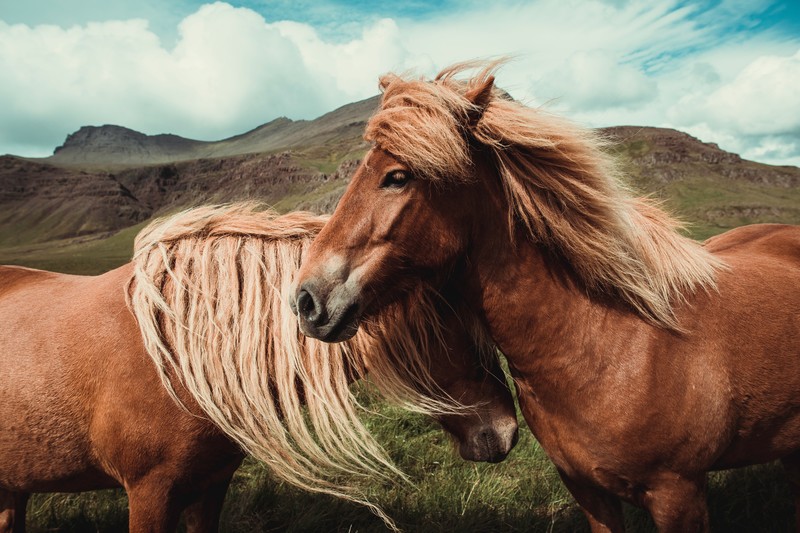 horse, horses, animals, hd, 4k, 5k