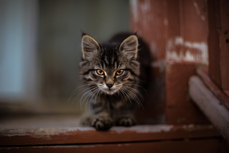 cat, animals, hd, 4k, 5k