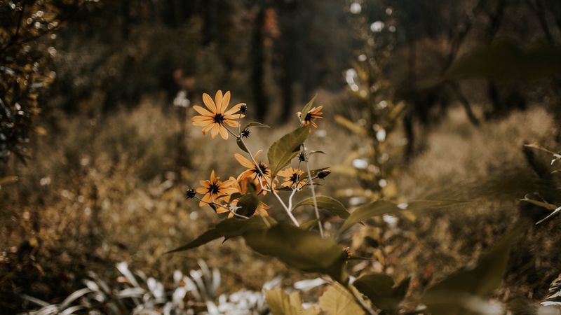 flowers, grass, plants, wild, autumn, landscape, 4k