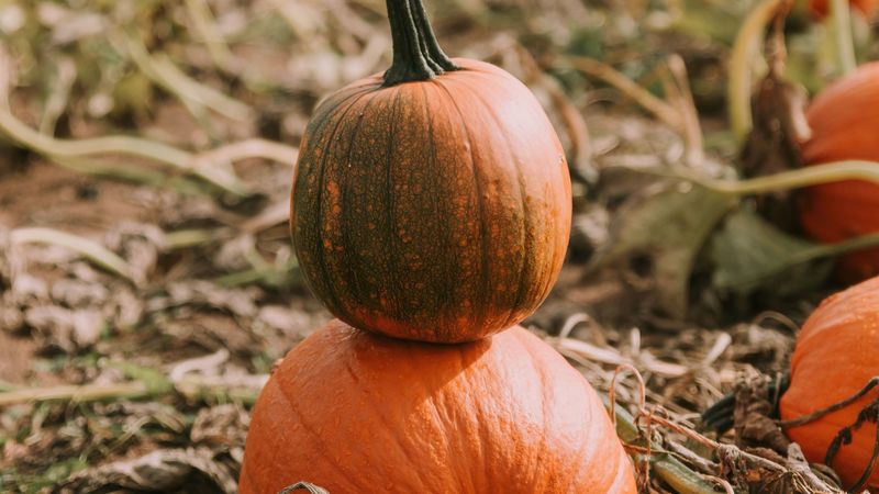 pumpkin, ripe, field, harvest, 4k