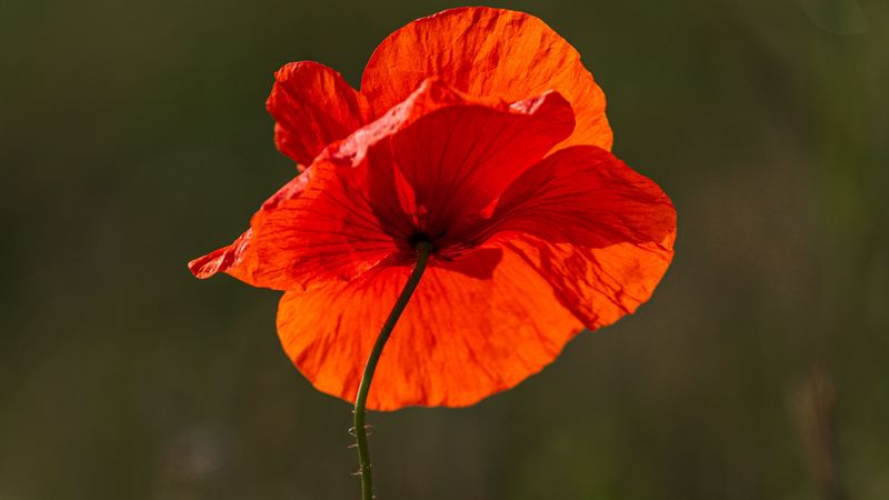 poppy, flower, red, bright, bloom, 4k