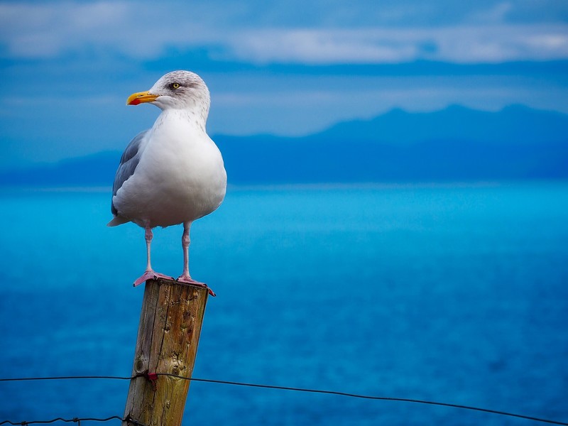 seagull, birds, hd