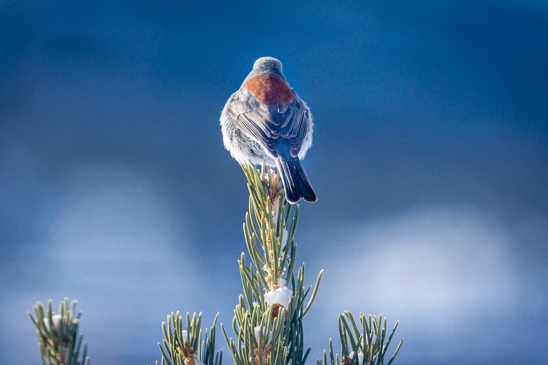 dark eyed junco bird, birds, hd, 4k