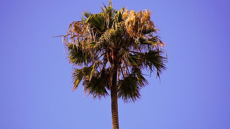 palm, sky, clean, tree, treetop, 4k