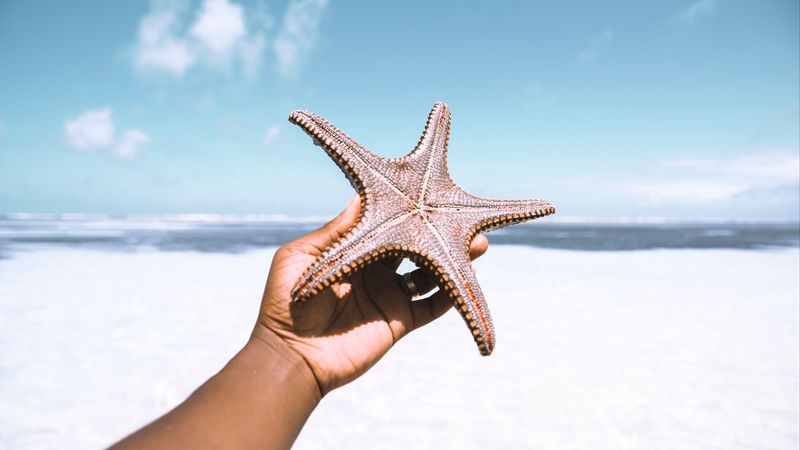 starfish, hand, beach, summer, 4k