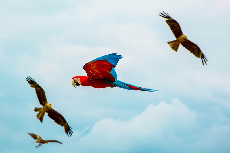 parrot, birds, flying, hd, 4k