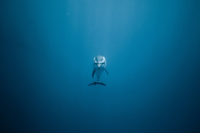 dolphin, ocean, fish, hd, animals, 4k, 5k