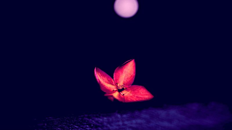 flower, red, dark, macro, blur, 4k