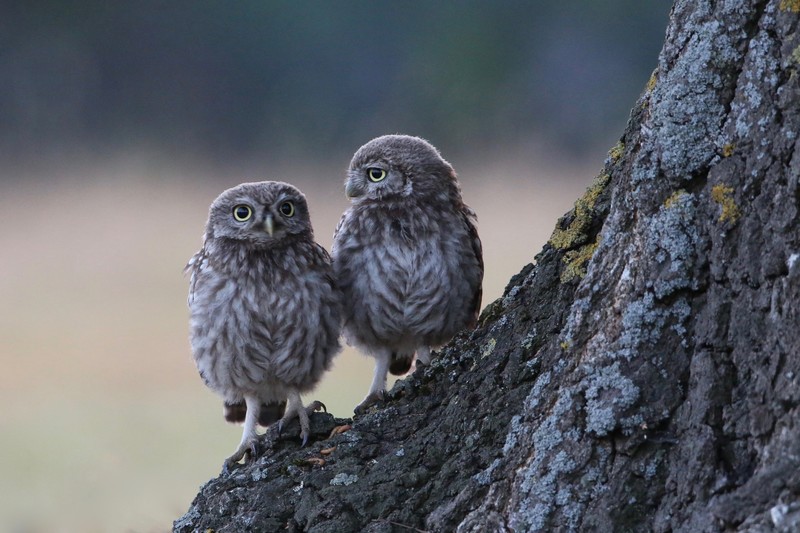 owl, birds, hd, 4k