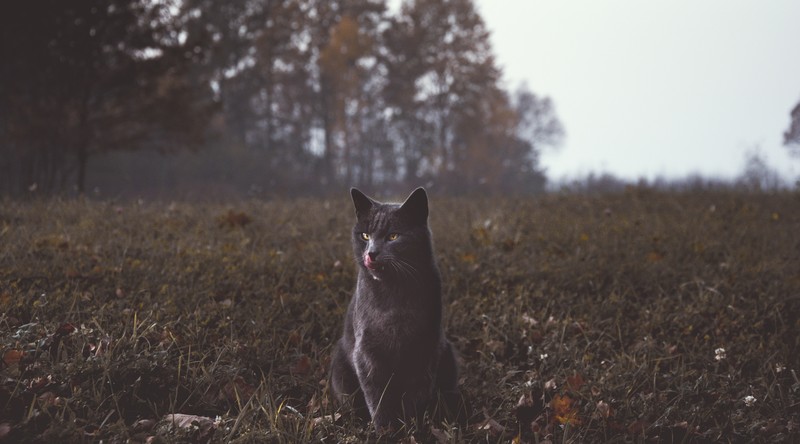 cat, animals, hd, 4k, 5k