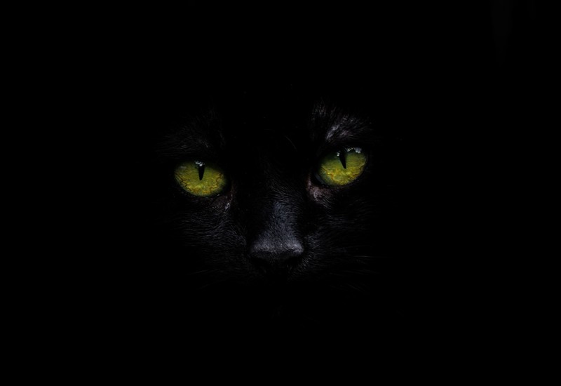 cat, animals, hd, 4k, 5k, monochrome, black and white, dark, black