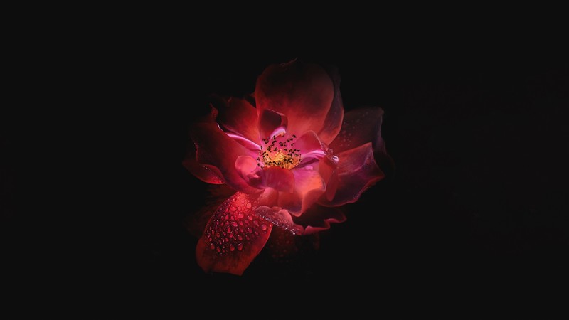 flowers, oled, hd, 4k, monochrome, black and white, red