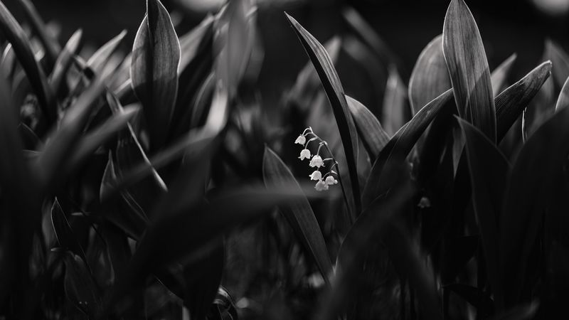 lily of the valley, flowers, bw, plant, bloom, 4k