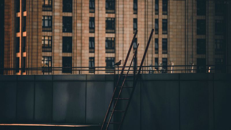 roof, stairs, building, dove, bird, 4k