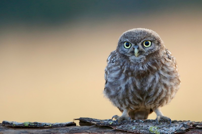 owl, birds, cute, hd, 4k