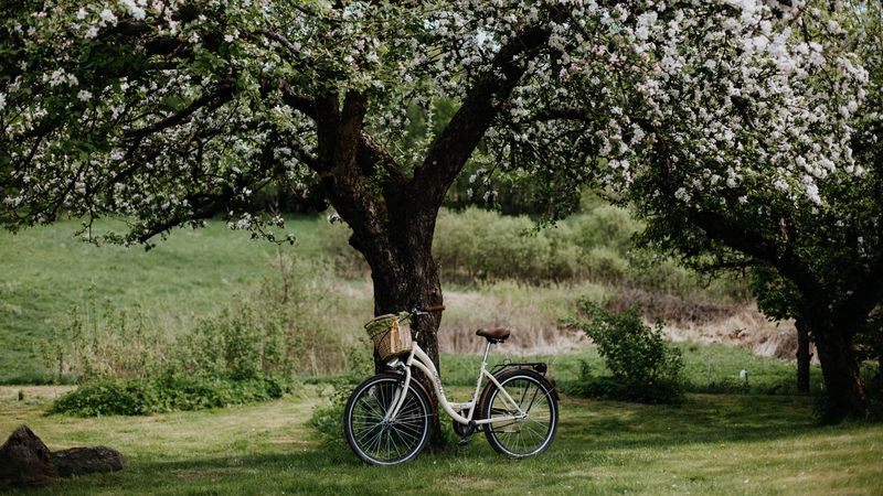 bicycle, tree, apple tree, bloom, flowers, 4k