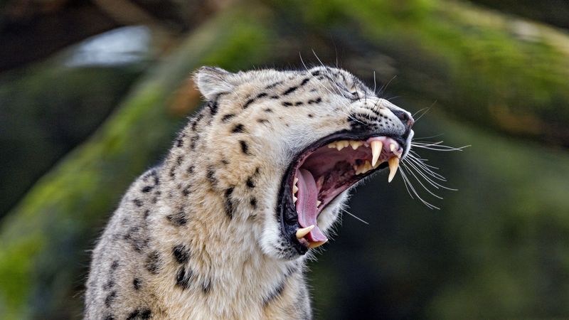 cheetah, big cat, predator, fangs, 4k