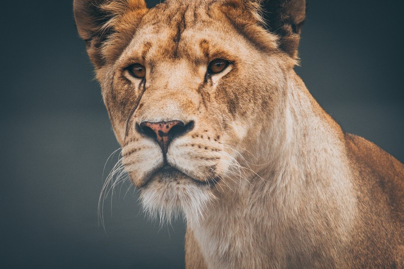 lioness, lion, animals, hd, 4k, 5k
