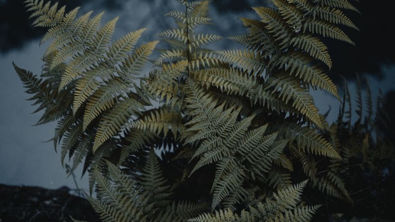 fern, plant, green, wild, nature, 4k