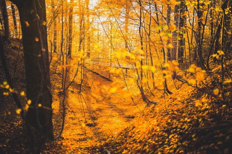 autumn, forest, trees, hd, 4k, 5k, nature