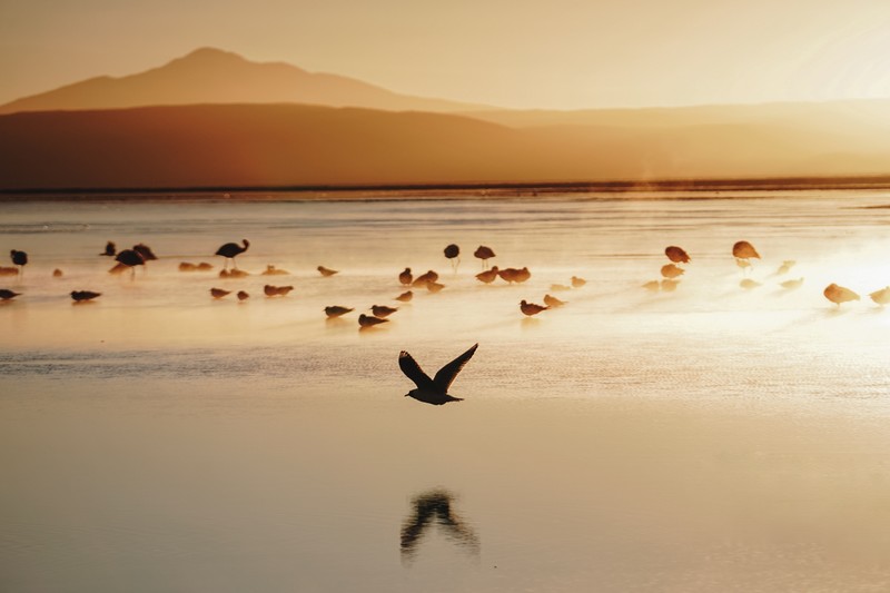 birds, seashore, nature, hd, 4k, 5k