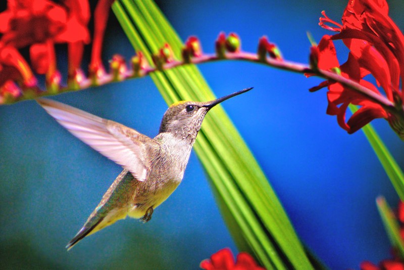 hummingbird, birds, hd