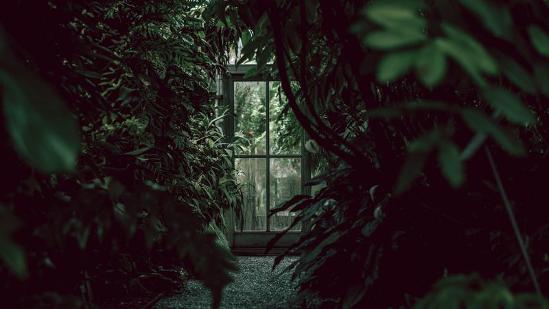greenhouse, door, plants, green, dark, 4k