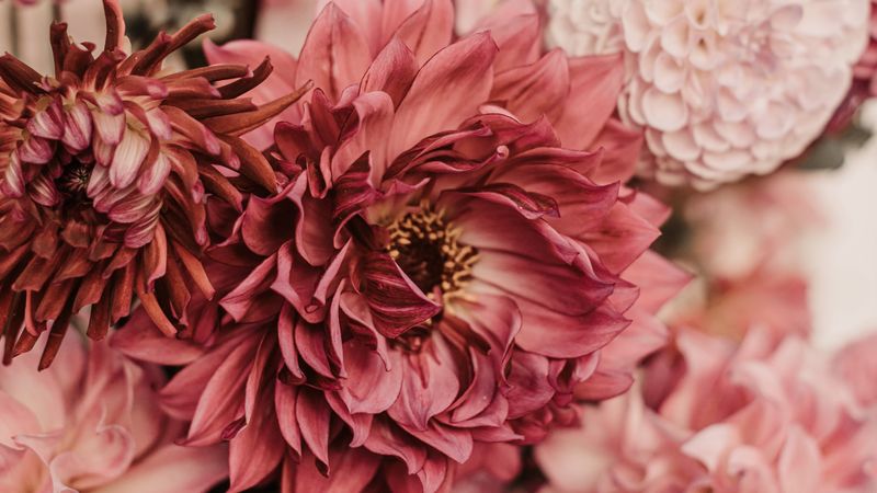 dahlias, flowers, bouquet, pink, 4k