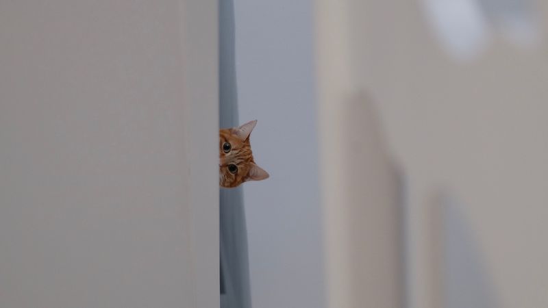 cat, peep, funny, pet, 4k