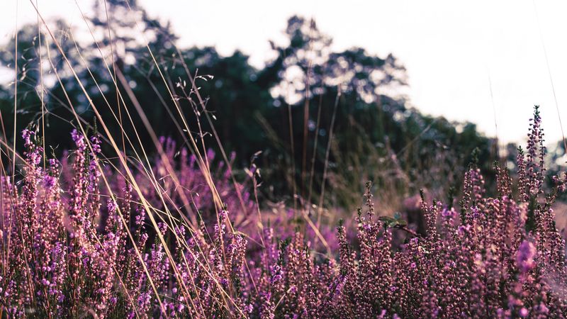 lavender, flowers, purple, field, bloom, 4k