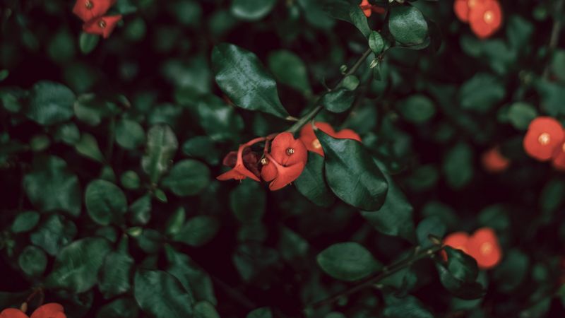bush, flowers, red, plant, macro, 4k