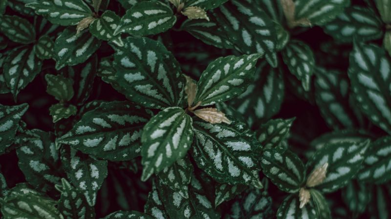 plants, leaves, green, white, macro, 4k