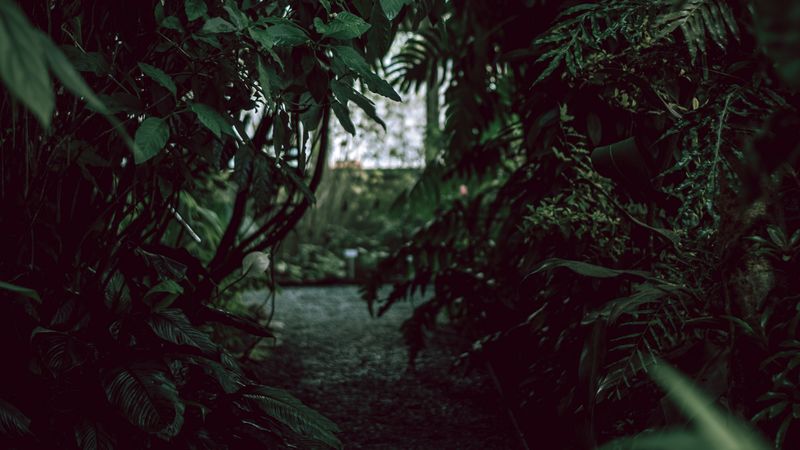 bushes, path, garden, plants, green, 4k