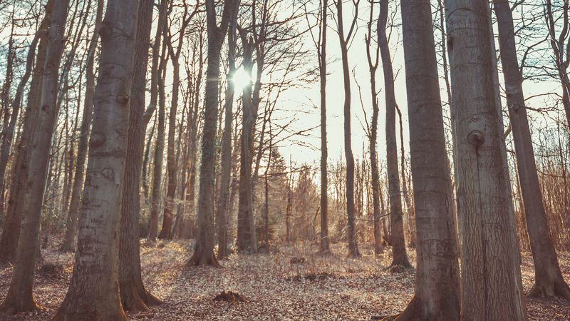 forest, trees, autumn, nature, landscape, 4k