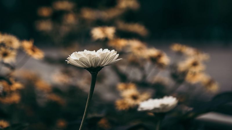 flower, flowers, white, bloom, blur, 4k