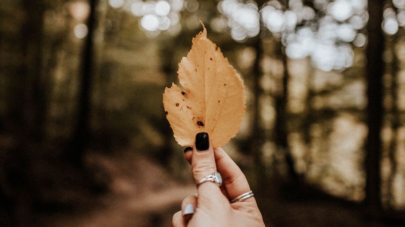 leaf, hand, dry, yellow, autumn, 4k