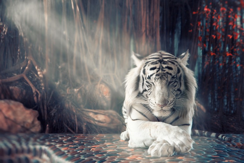 white tiger, tiger, animals, hd