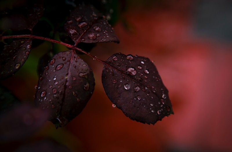 leaf, dew, drops, macro, rain, nature, hd, 4k