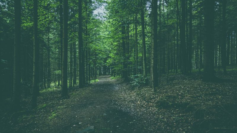 forest, path, trees, pines, conifer, 4k