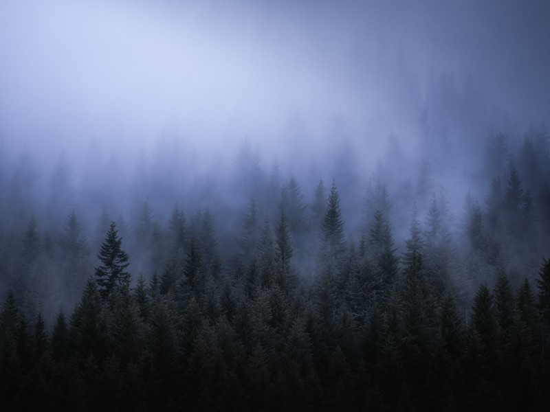 fog, forest, trees, landscape, nature, hd, 4k, 5k