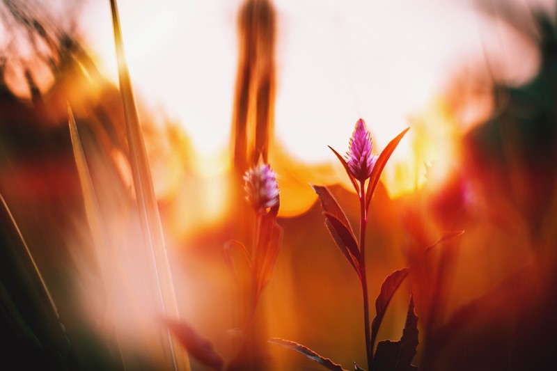 flowers, nature, hd, 4k, 5k