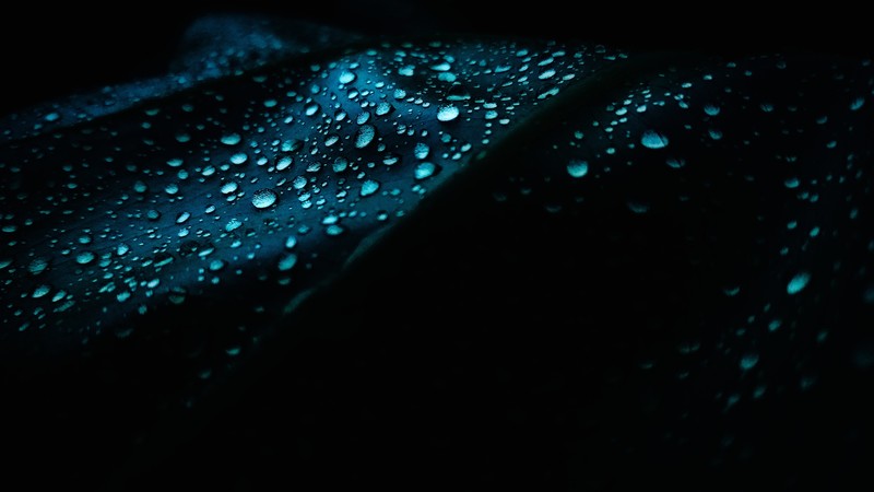 leaf, dew, drops, nature, hd, 4k