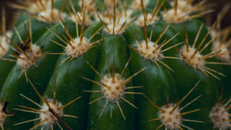 cactus, succulent, prickly, thorns, macro, 4k